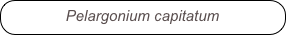 Pelargonium capitatum