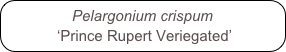 Pelargonium crispum
 ‘Prince Rupert Veriegated’