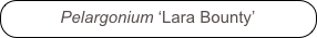 Pelargonium ‘Lara Bounty’